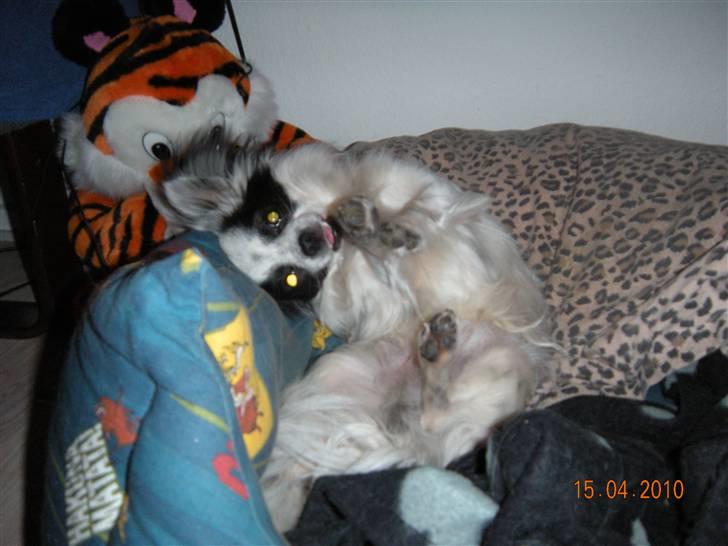 Chihuahua Nico - Ret smidig, men ved ikke lige hvad han prøver på  billede 13