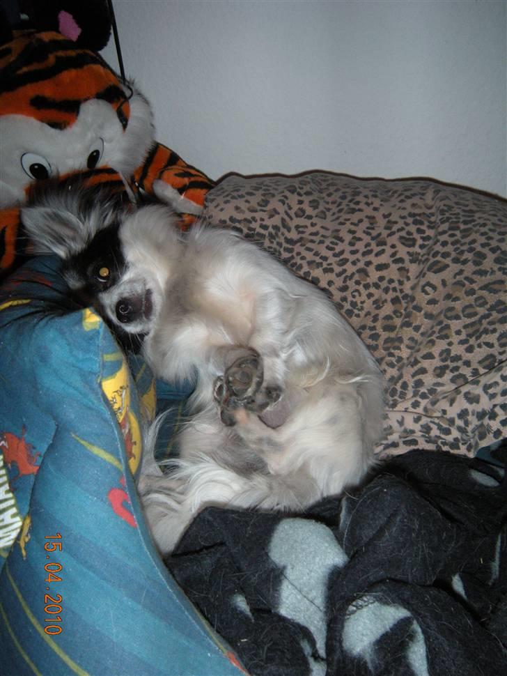 Chihuahua Nico - hehe :D billede 14