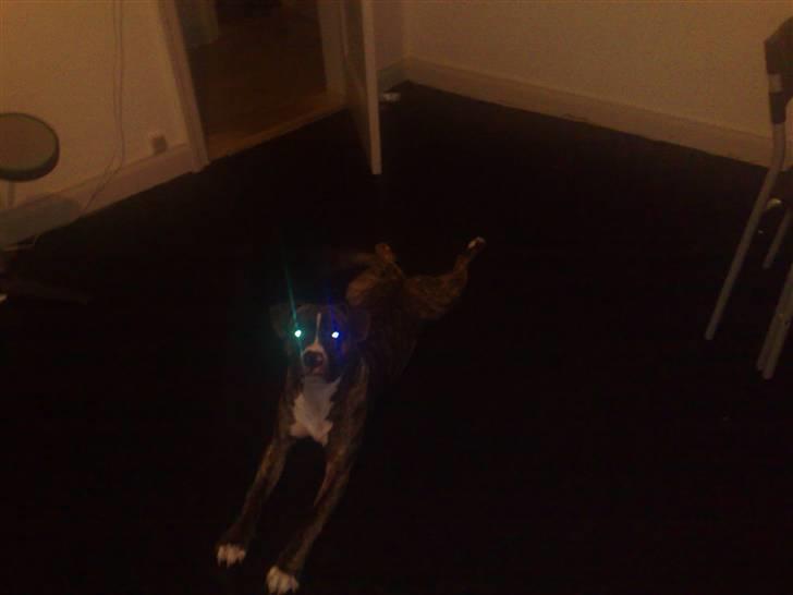 Amerikansk staffordshire terrier Ricki billede 7