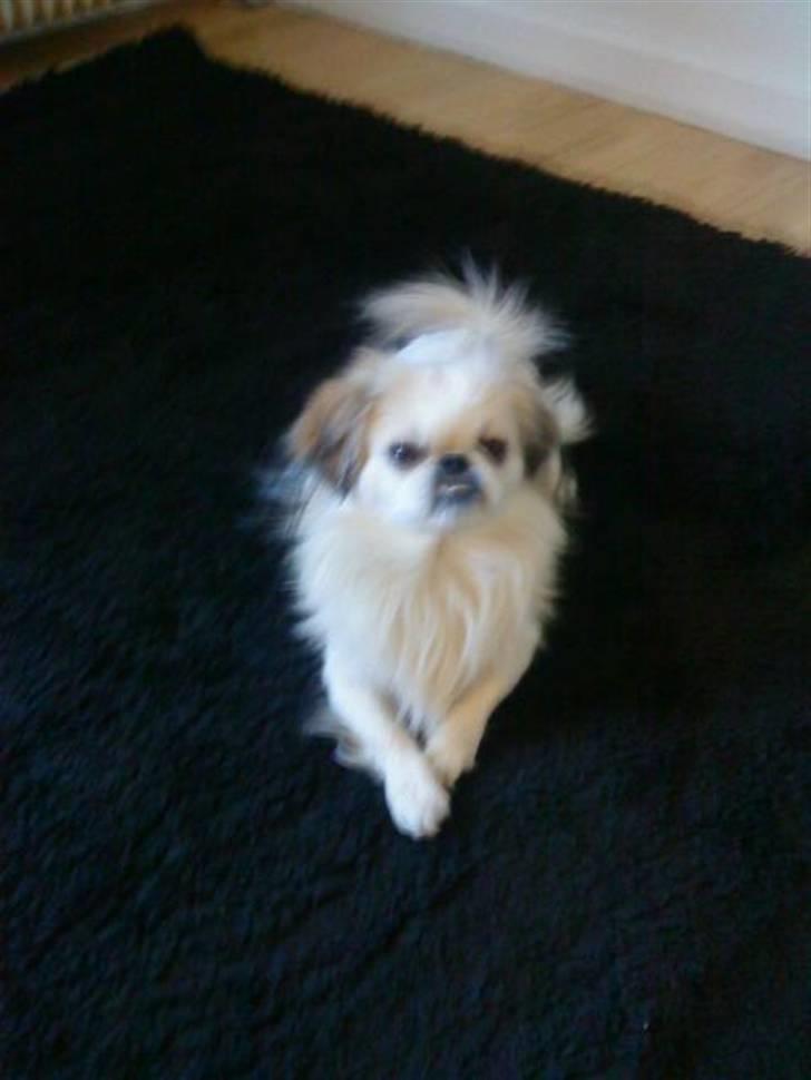 Blanding af racer bobo - bobo 2010 billede 9