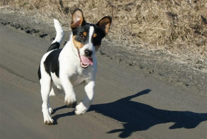 Jack russell terrier Zico billede 1
