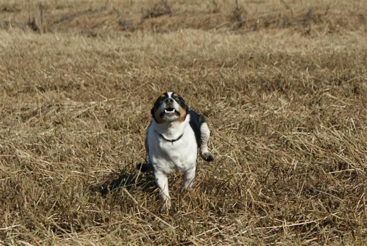 Jack russell terrier Zico billede 2