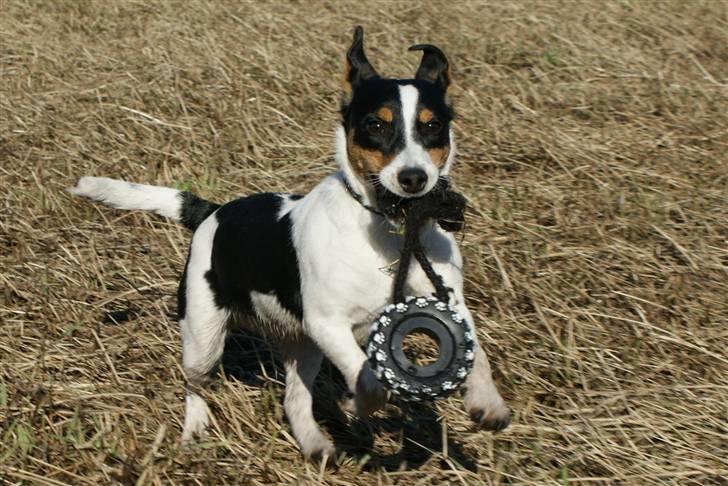 Jack russell terrier Zico billede 3