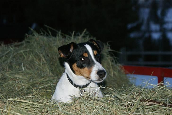 Jack russell terrier Zico billede 4