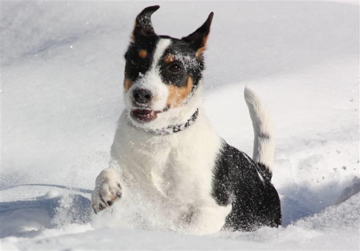 Jack russell terrier Zico billede 5