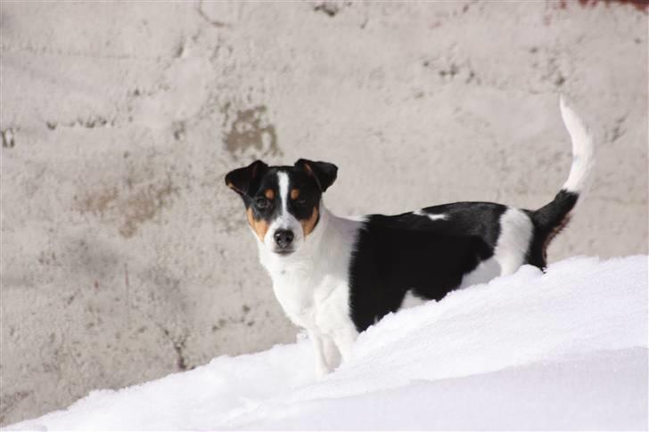 Jack russell terrier Zico billede 6