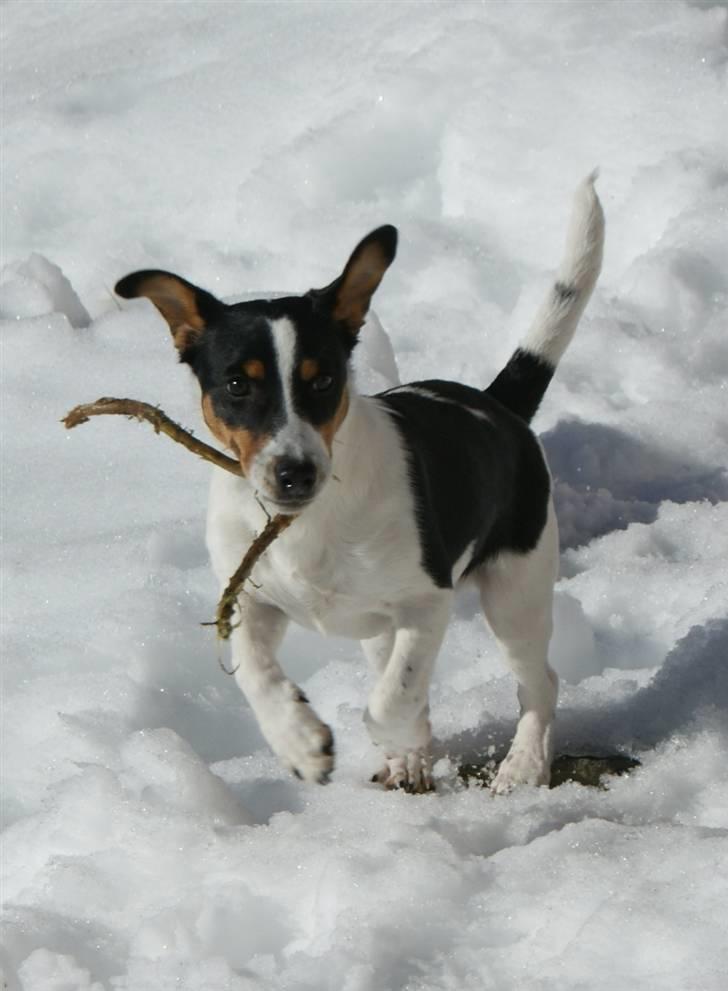 Jack russell terrier Zico billede 7