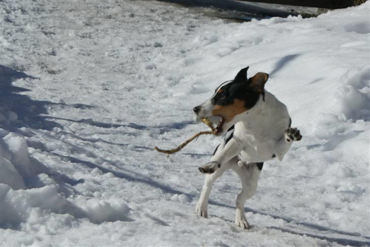 Jack russell terrier Zico billede 8