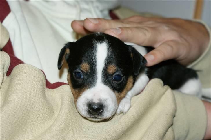 Jack russell terrier Zico billede 9