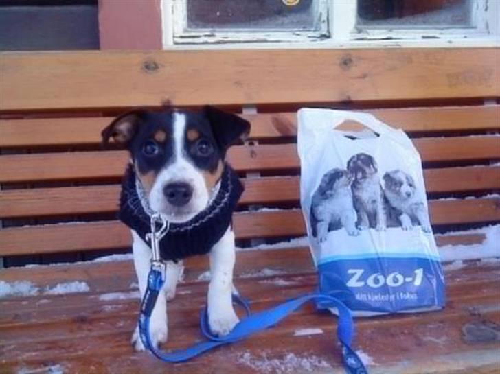 Jack russell terrier Zico billede 10