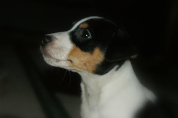 Jack russell terrier Zico billede 11