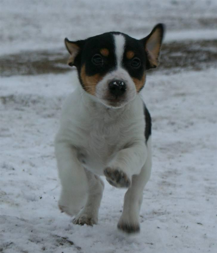 Jack russell terrier Zico billede 12