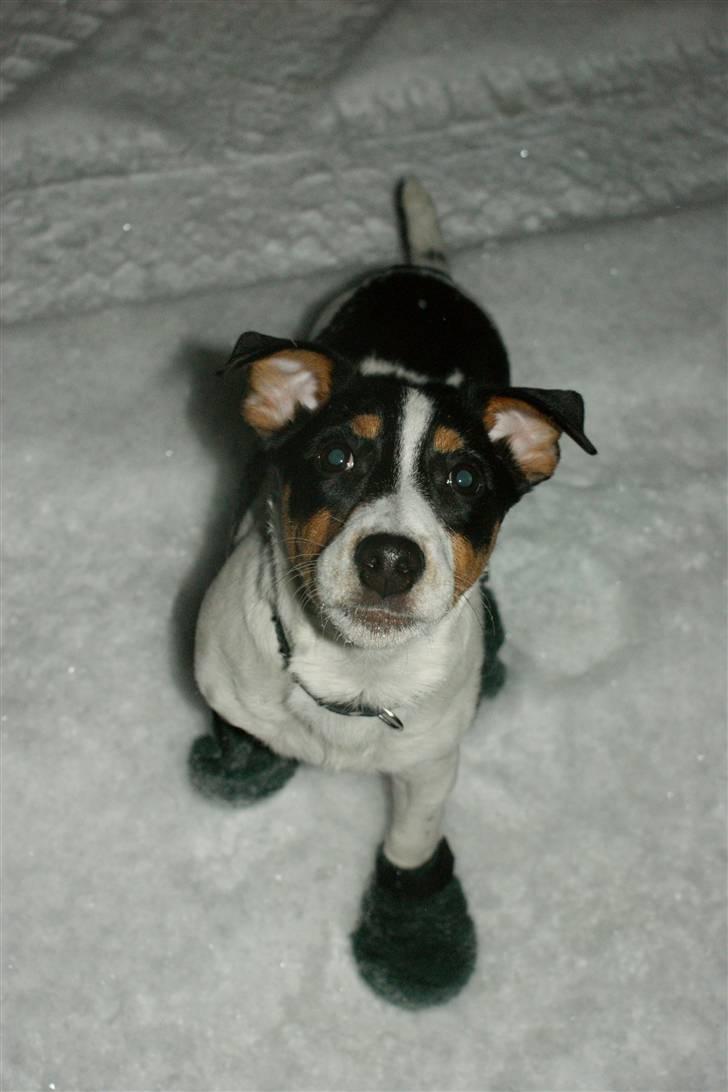 Jack russell terrier Zico billede 13