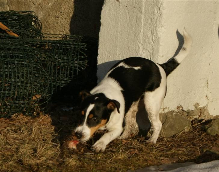 Jack russell terrier Zico billede 14