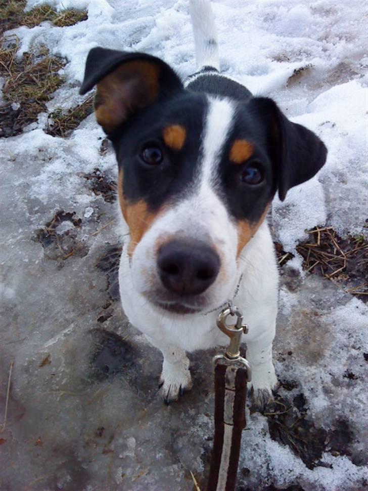 Jack russell terrier Zico billede 15