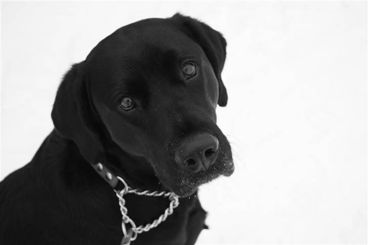 Blanding af racer Don Henley billede 1