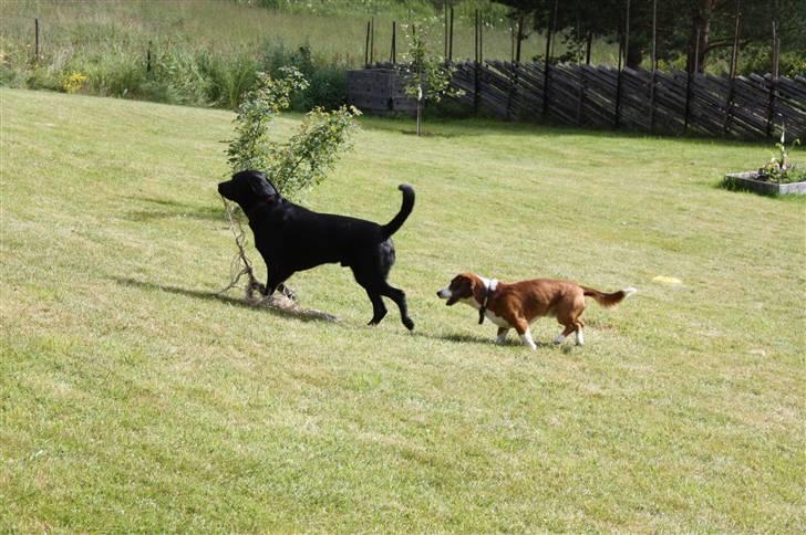 Blanding af racer Don Henley billede 2