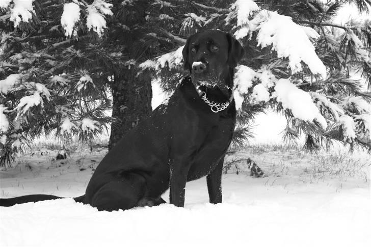 Blanding af racer Don Henley billede 3