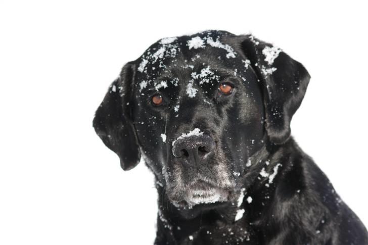 Blanding af racer Don Henley billede 4