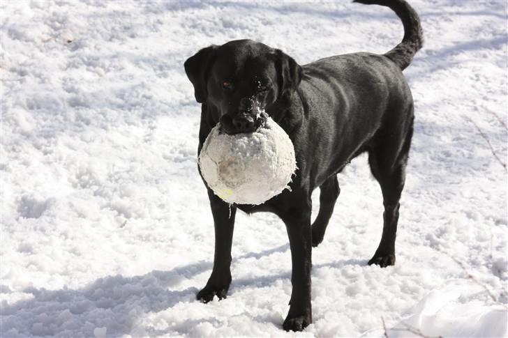 Blanding af racer Don Henley billede 5