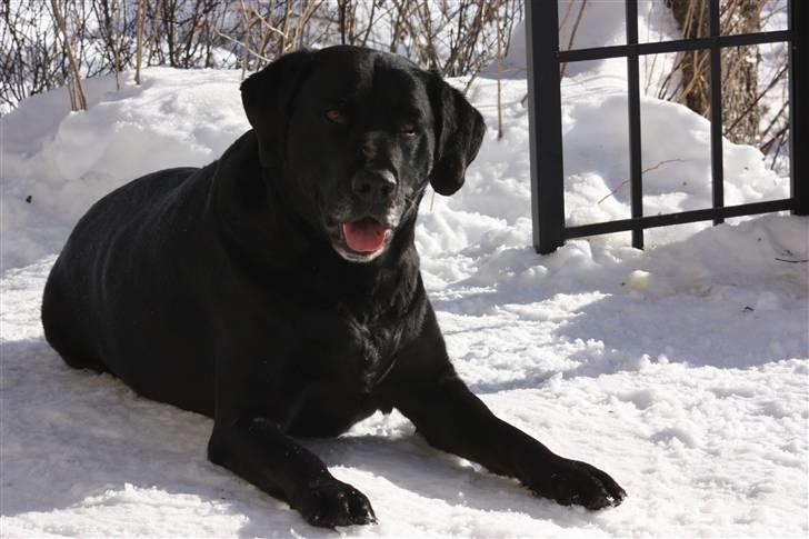 Blanding af racer Don Henley billede 6