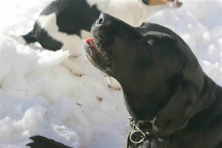 Blanding af racer Don Henley billede 7