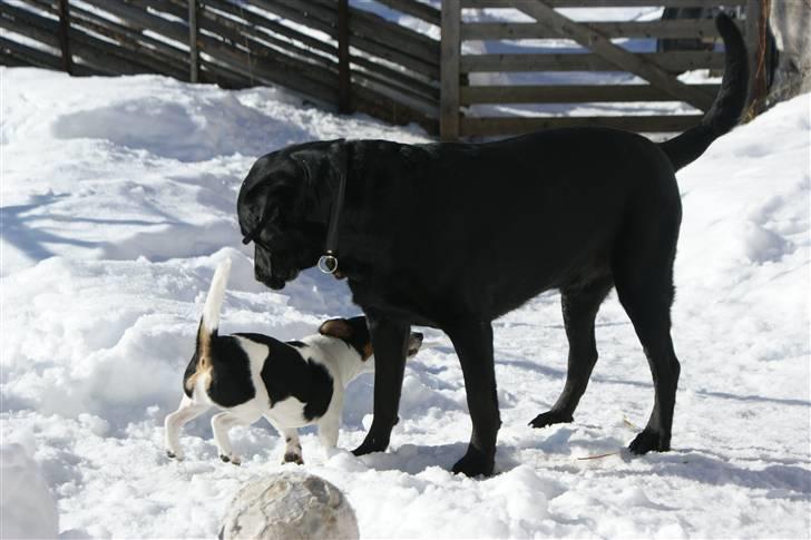 Blanding af racer Don Henley billede 8