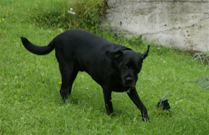 Blanding af racer Don Henley billede 9