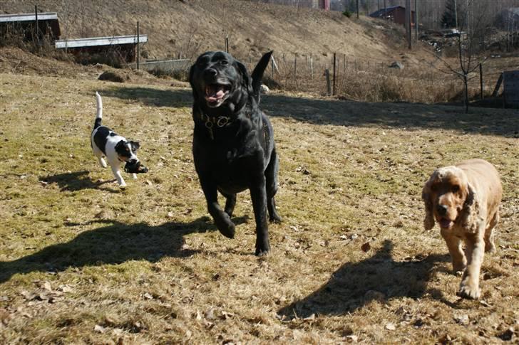 Blanding af racer Don Henley billede 10