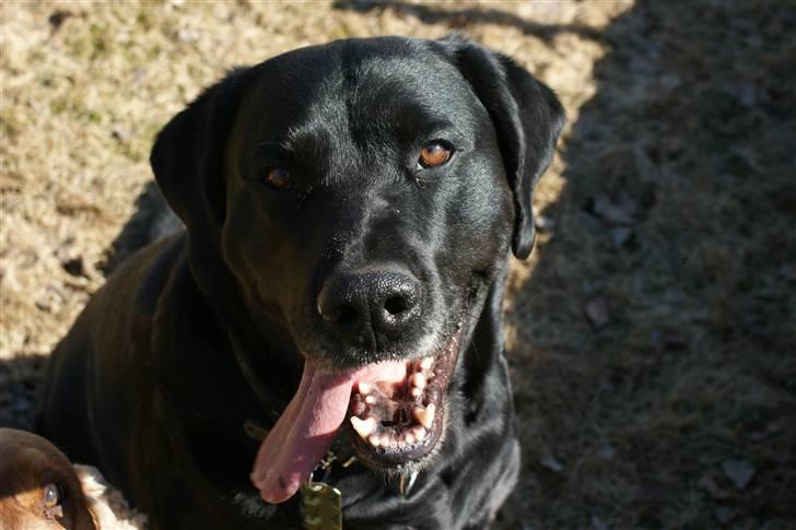 Blanding af racer Don Henley billede 12