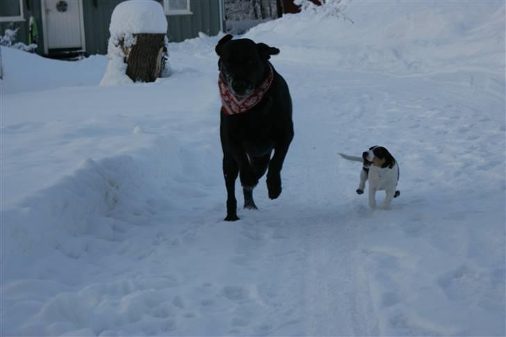 Blanding af racer Don Henley billede 13