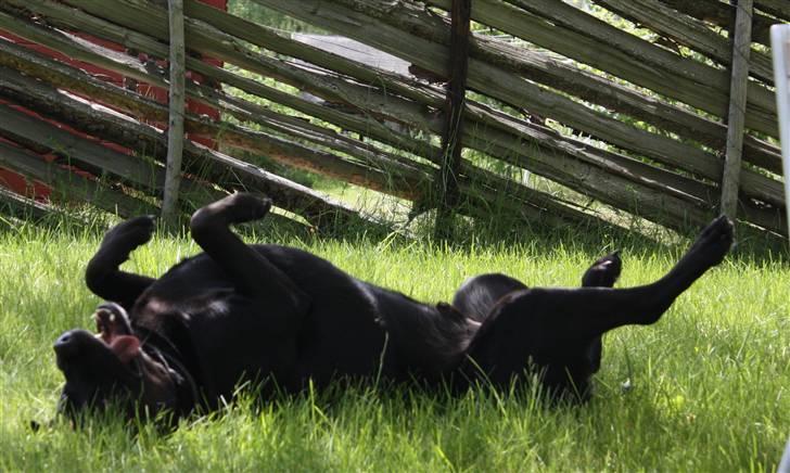 Blanding af racer Don Henley billede 14