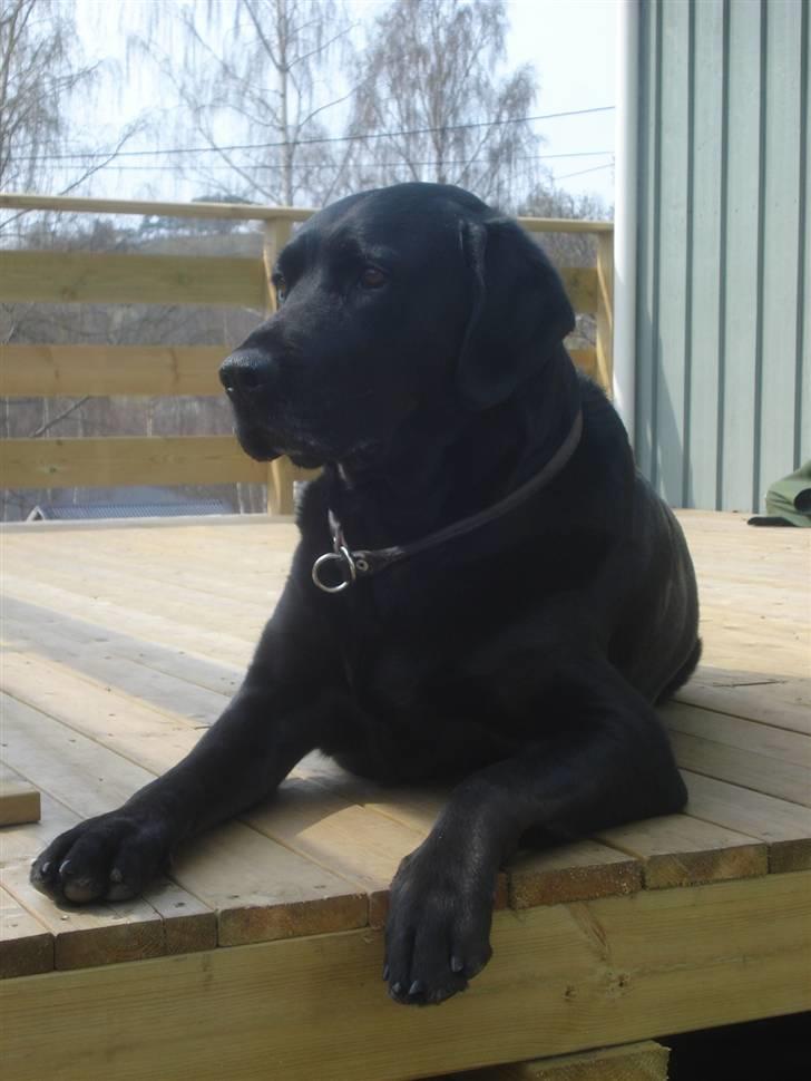 Blanding af racer Don Henley billede 15