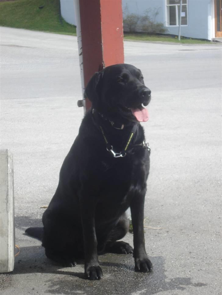 Blanding af racer Don Henley billede 16