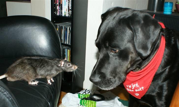 Blanding af racer Don Henley - puha..rotten er godt nok skummel billede 17