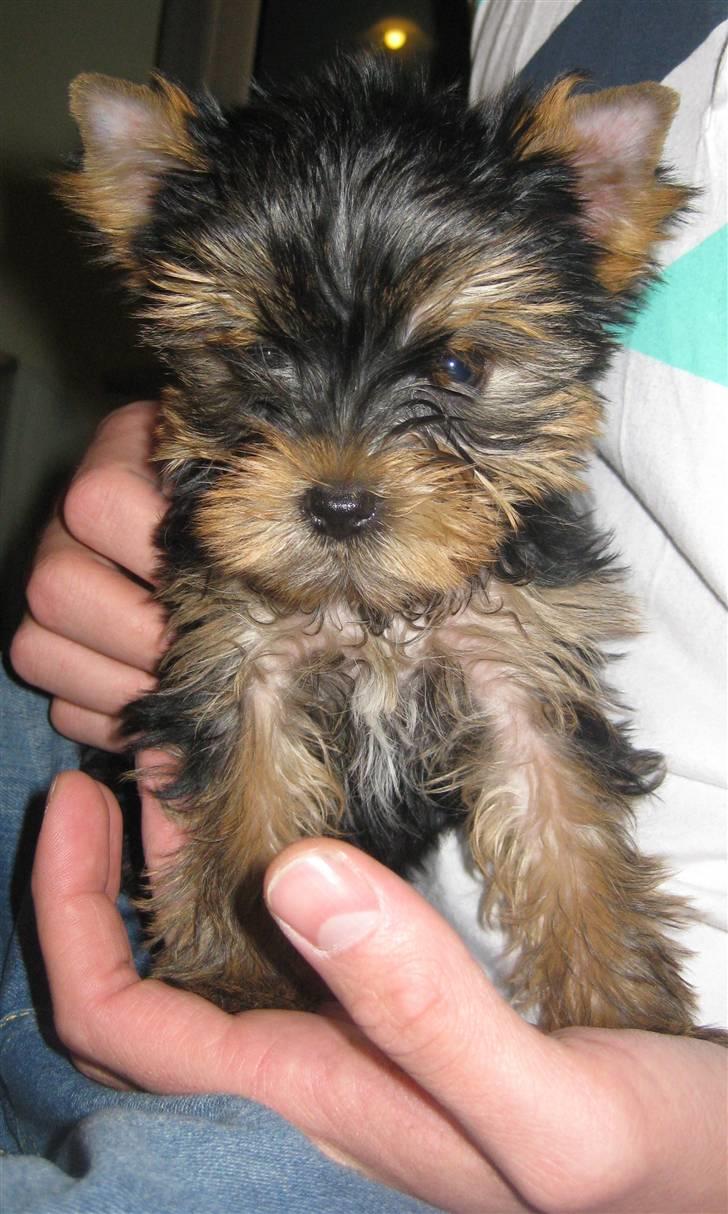 Yorkshire terrier Chili billede 2