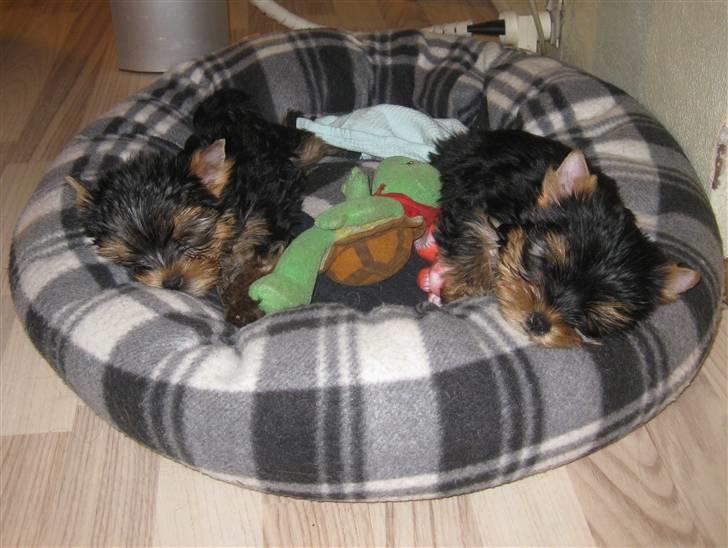 Yorkshire terrier Chili - Mig til venstre og min søster til højre billede 3