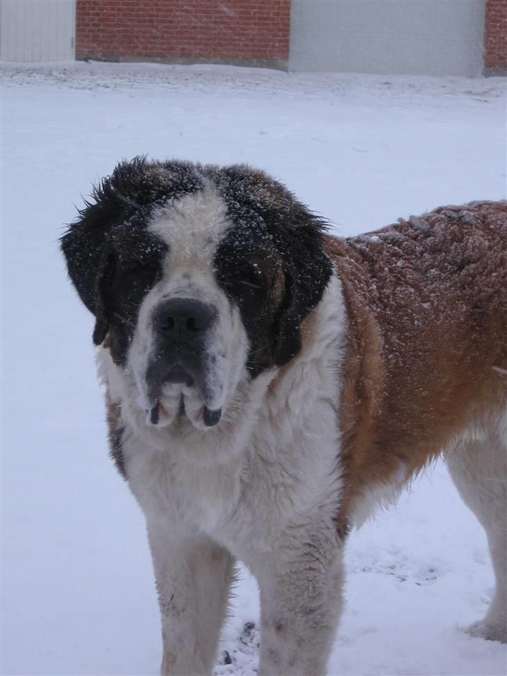 Sankt bernhardshund Zoomorf's Xander - Xander 8 mdr i vinterens første sne.... Hans rette element :o) billede 1