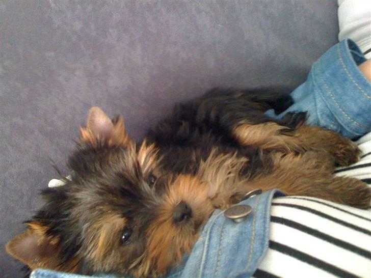 Yorkshire terrier Chili billede 4