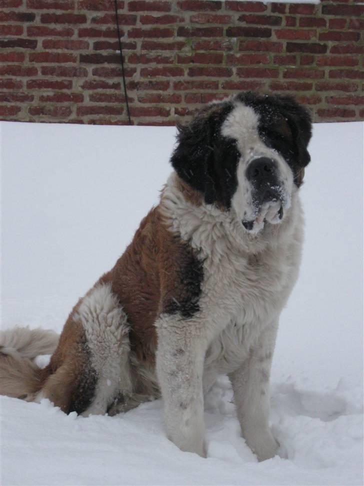 Sankt bernhardshund Zoomorf's Xander - 10 mdr gammel -med dejlig vinterpels billede 2