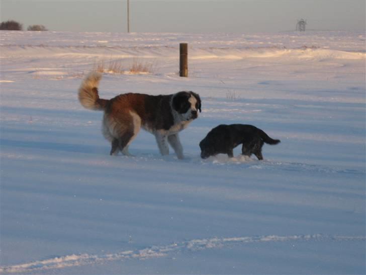 Sankt bernhardshund Zoomorf's Xander - Xander og Tess leger på en af markerne. billede 4