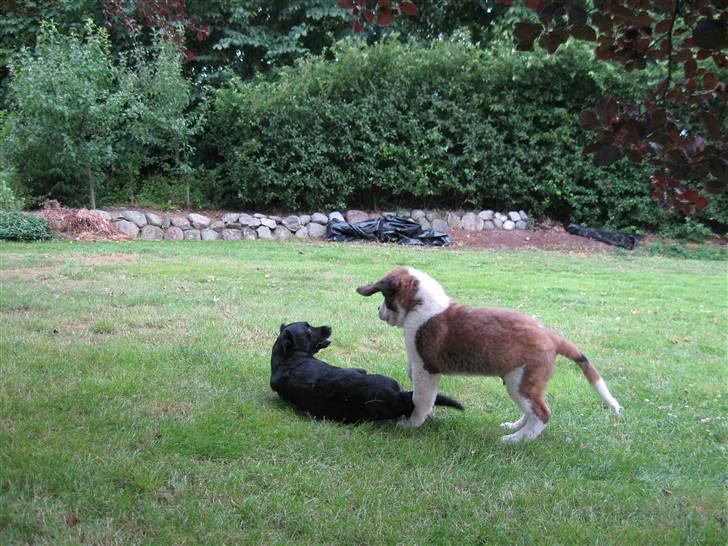 Sankt bernhardshund Zoomorf's Xander - Xander og Tess leger i haven (Xander har været hos os en uge) billede 5