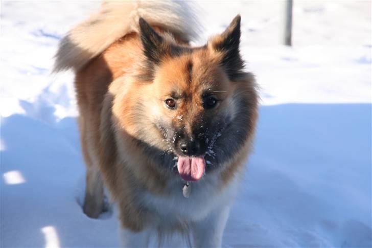 Islandsk fårehund Frenja billede 7
