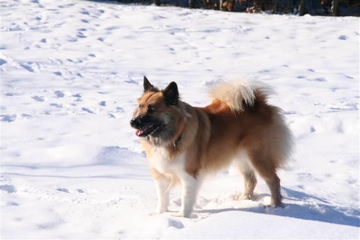 Islandsk fårehund Frenja billede 8