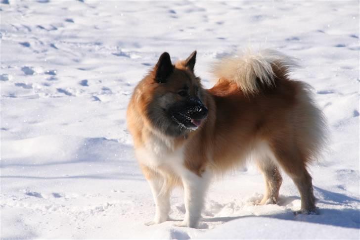 Islandsk fårehund Frenja - "Er der en fugl?" billede 9