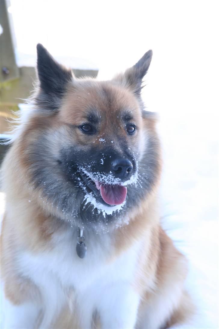 Islandsk fårehund Frenja billede 10