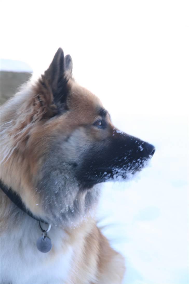 Islandsk fårehund Frenja - Beautyful billede 11