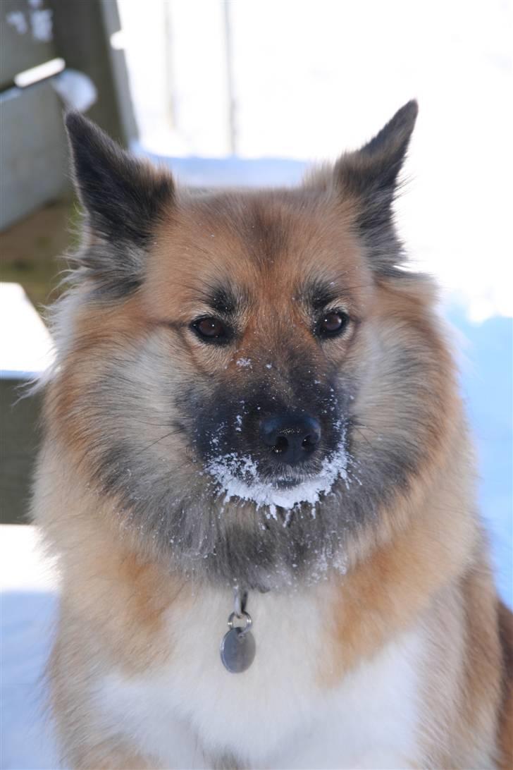 Islandsk fårehund Frenja billede 12