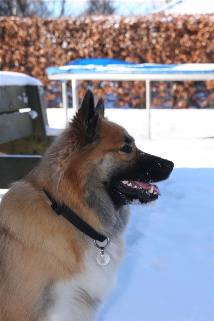 Islandsk fårehund Frenja billede 14