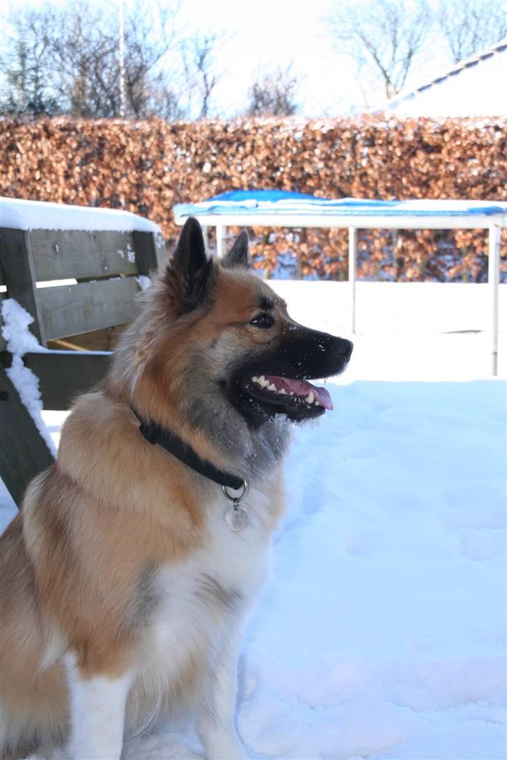 Islandsk fårehund Frenja billede 15
